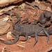 Transvaal Thicktail Scorpion - Photo (c) Joubert Heymans, some rights reserved (CC BY-NC)