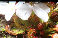 Drosera tubaestylis