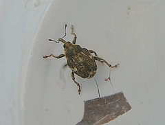 Curculionidae