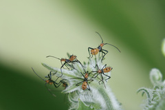 Leptoglossus gonagra