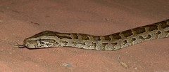 Python natalensis