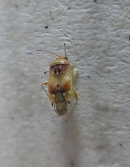 Heteroptera