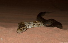 Python natalensis