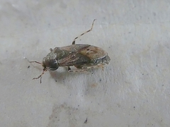 Heteroptera