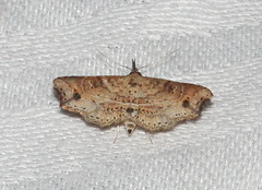 Philogethes metableta