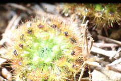 Drosera nitidula