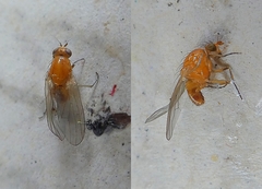 Diptera