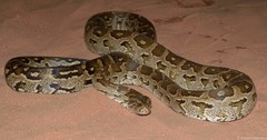 Python natalensis