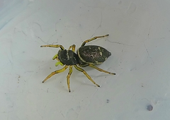 Heliophanus