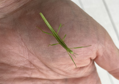 Bacillidae