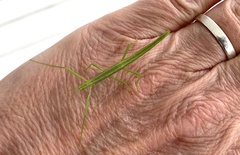 Bacillidae