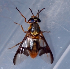 Chrysops dispar