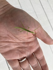Bacillidae