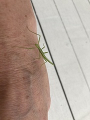 Bacillidae