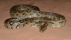 Python natalensis