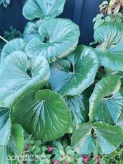 Ligularia reniformis