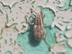 Sitona macularius