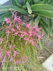 Nerine filifolia