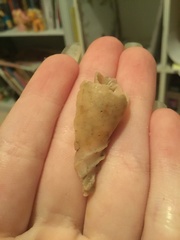 Amoria hunteri