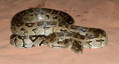 Python natalensis