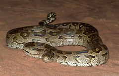 Python natalensis