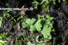 Riccia rorida