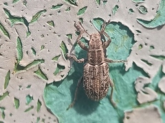 Sitona macularius