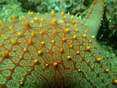 Pentaceraster chinensis