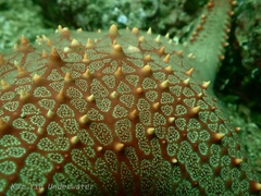Pentaceraster chinensis