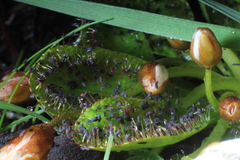 Drosera tubaestylis