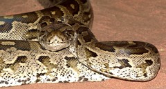 Python natalensis