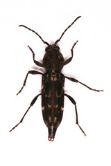 Chlorophorus capensis