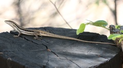 Trachylepis damarana