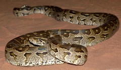 Python natalensis