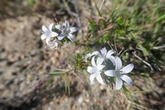 Wahlenbergia rubens