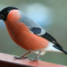Bullfinches - Photo (c) Didier, some rights reserved (CC BY-SA)