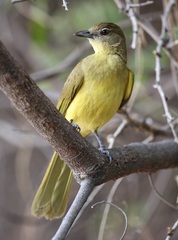 Chlorocichla flaviventris