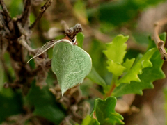 Synchlora faseolaria