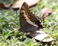 Charaxes saturnus saturnus