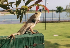 Calotes versicolor