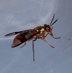 Chrysops dispar