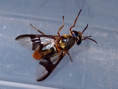 Chrysops dispar