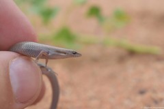 Panaspis wahlbergii
