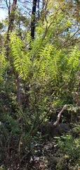 Veronica subfulvida