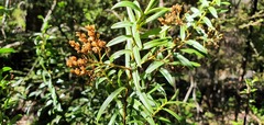 Veronica subfulvida