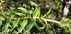 Veronica subfulvida