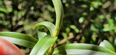 Veronica subfulvida