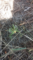 Neobarrettia spinosa