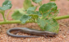 Panaspis wahlbergii