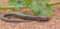 Panaspis wahlbergii